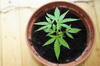 Cannabis plant